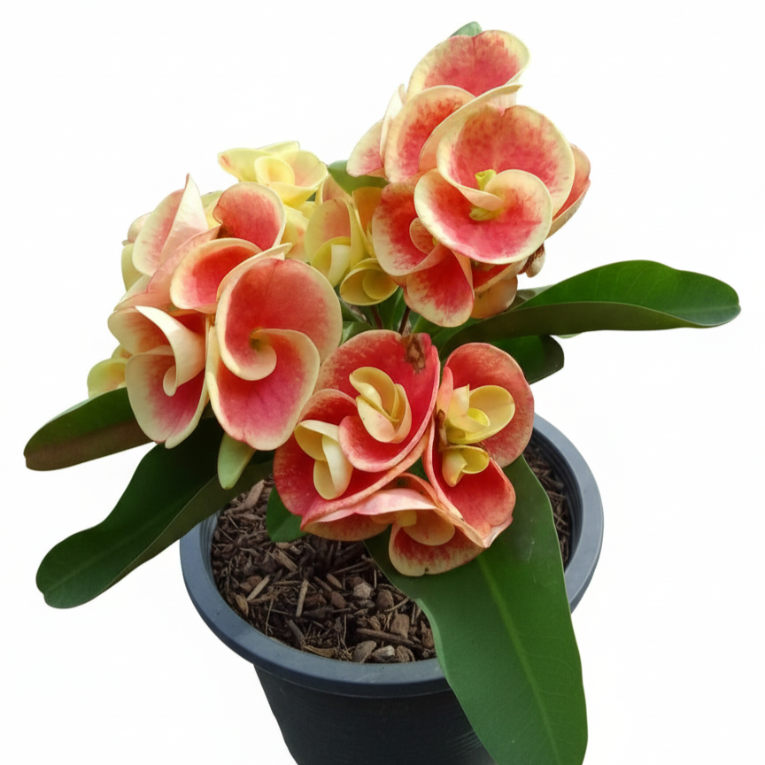 Euphorbia milii rare flowers