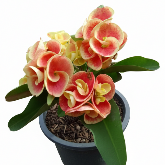 Euphorbia milii rare flowers