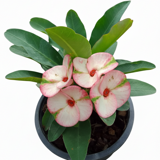 Euphorbia milii big flowers 