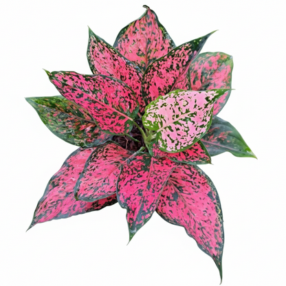Aglaonema Kamkoon