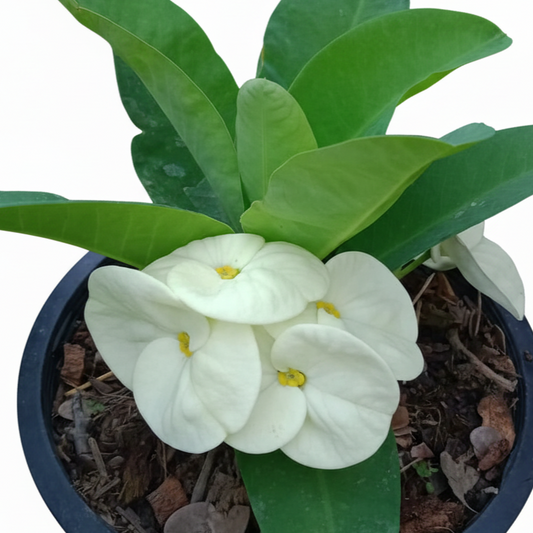 Euphorbia milii - Tweety