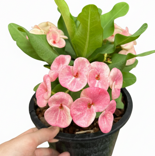 Euphorbia milii Klai Muang