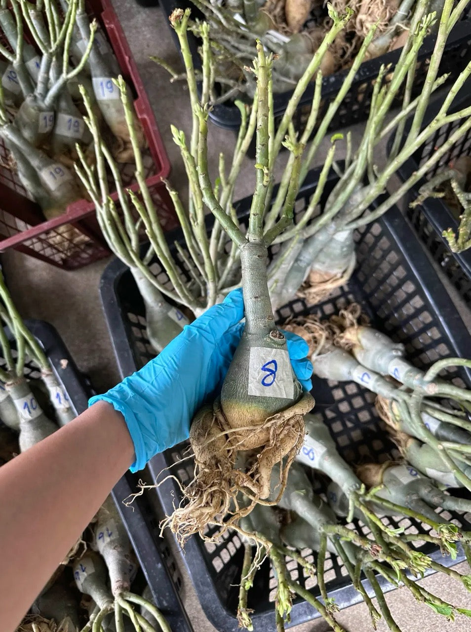 Grafted adenium plants packed bare root without soil