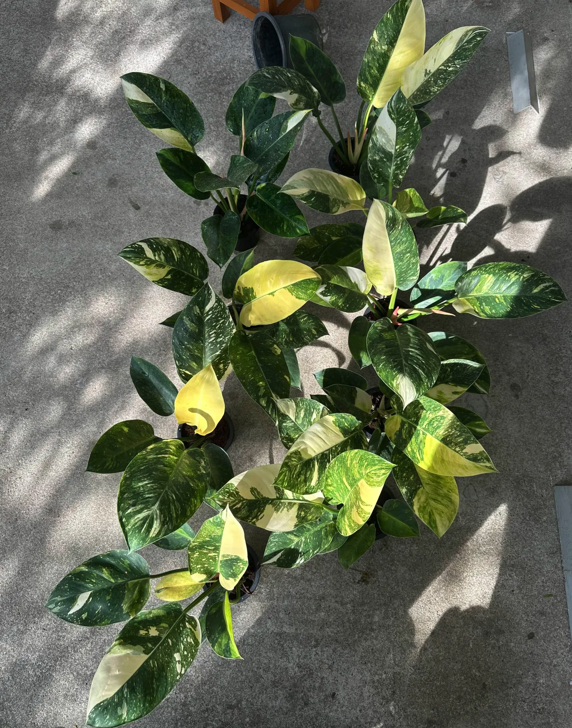 Philodendron Green Congo Hybrid Variegated wholesale 10-plant set from Thailand