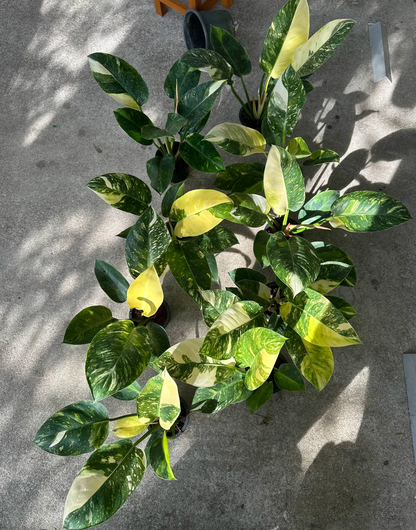 Philodendron Green Congo Hybrid Variegated wholesale 10-plant set from Thailand