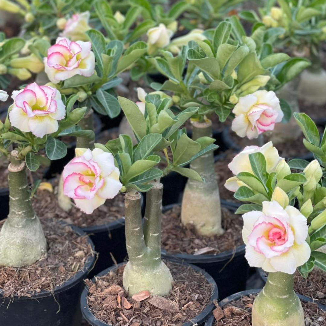 Group of adenium plants with mixed flower colors