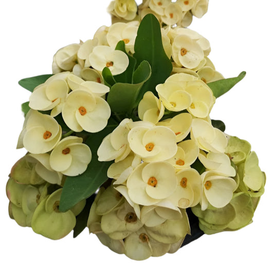 Euphorbia milii - ArngThong