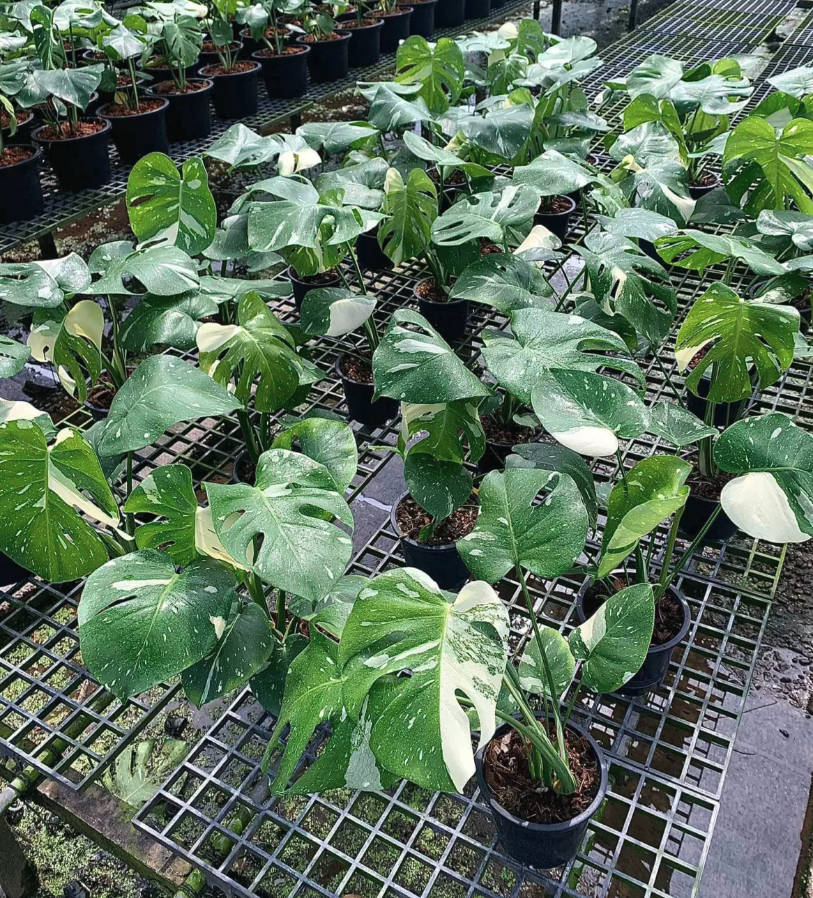 Healthy Monstera Thai Constellation plant grown in Thailand