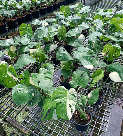 Healthy Monstera Thai Constellation plant grown in Thailand