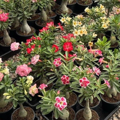 Healthy adenium flowering plants arranged in nursery pots