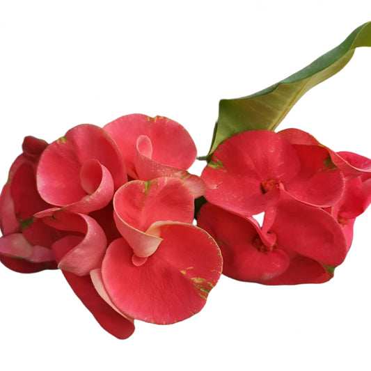 Euphorbia milii - Red Romance