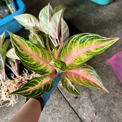 Aglaonema Pink Panama