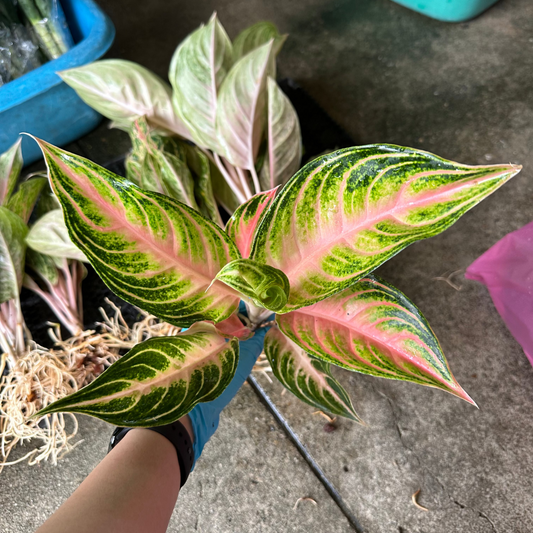 Aglaonema Pink Panama