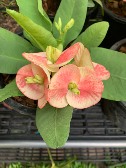 Crown of Thorns Big Flowers – No ID #2 | Euphorbia milii Yellow Pink