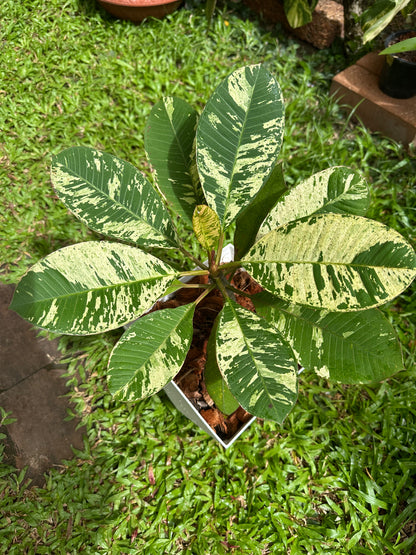 Variegated Plumeria