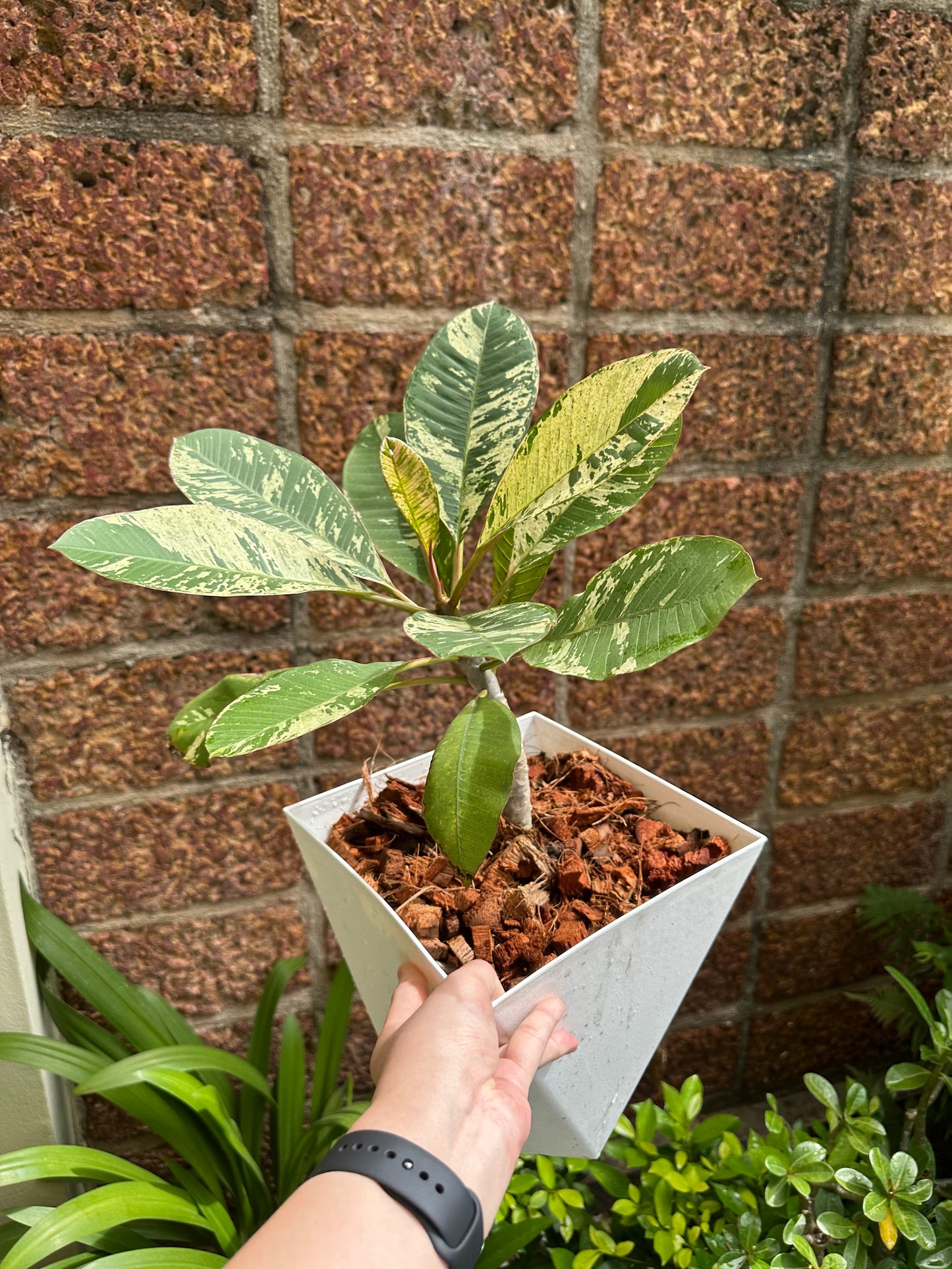 Variegated Plumeria