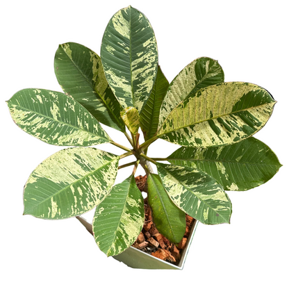 Variegated Plumeria for sale
