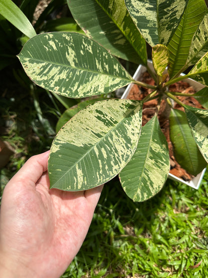 Variegated Plumeria