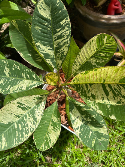 Variegated Plumeria
