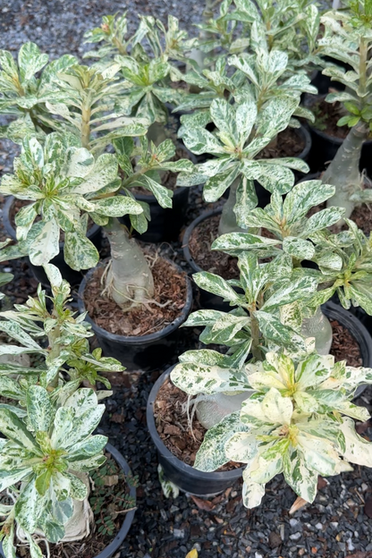 Variegated desert rose for sale