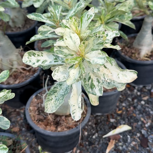 Variegated Adenium