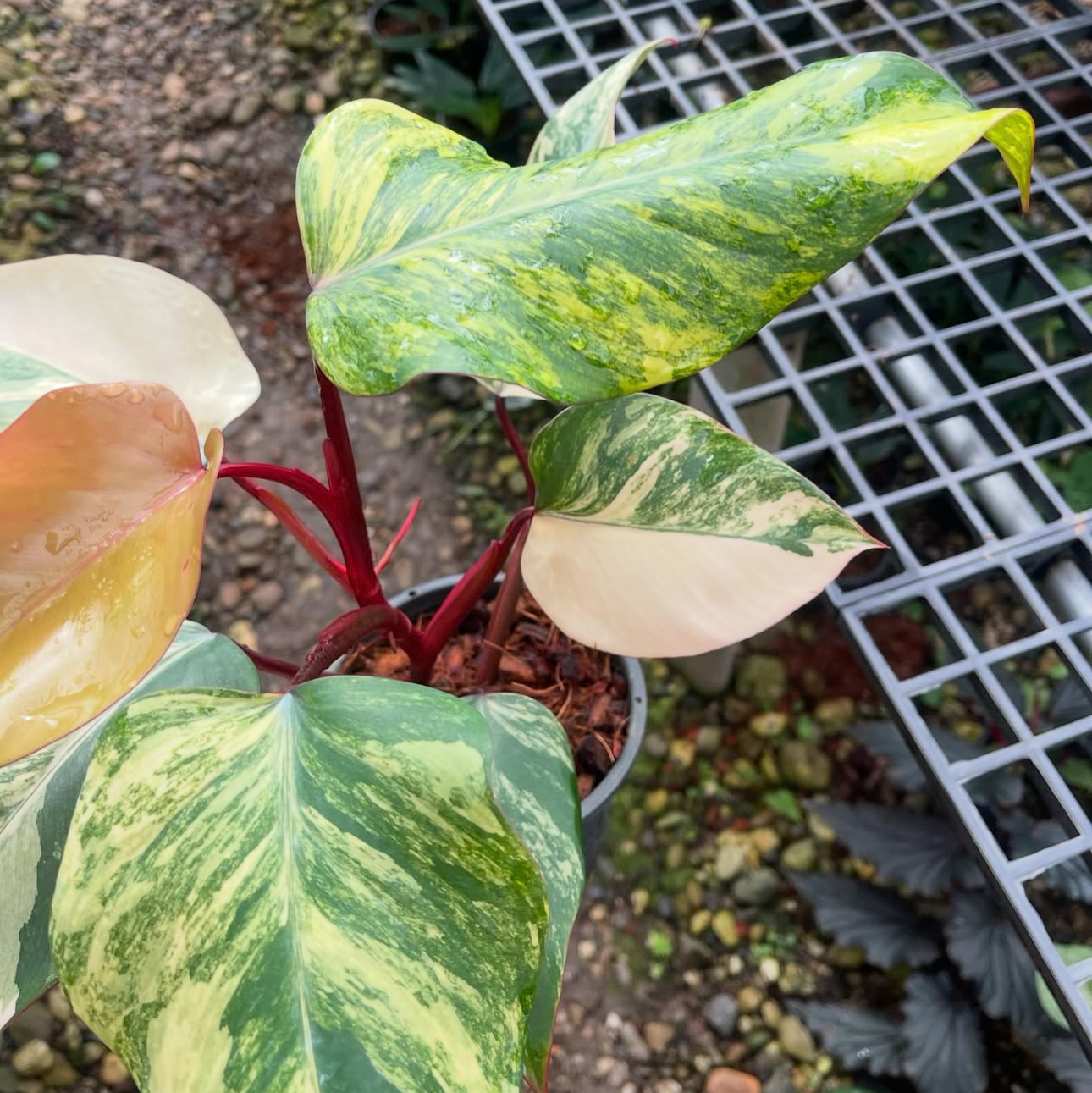 Strawberry Shake Philodendron