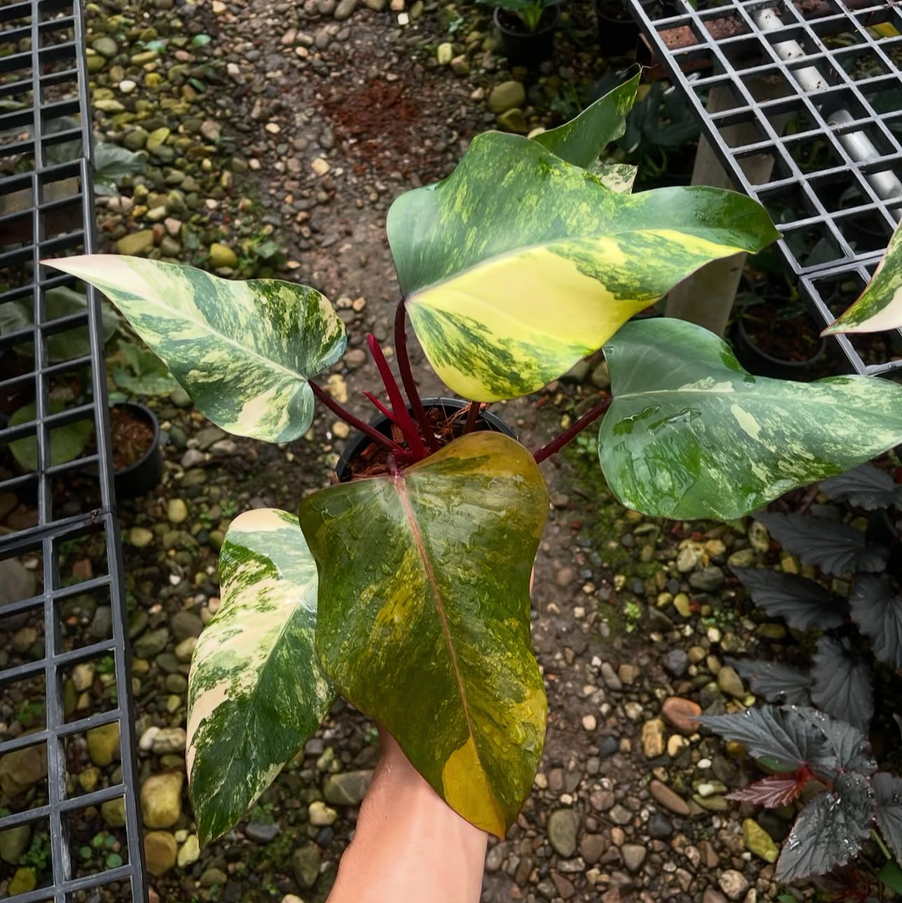 philodendron strawberry shake for sale