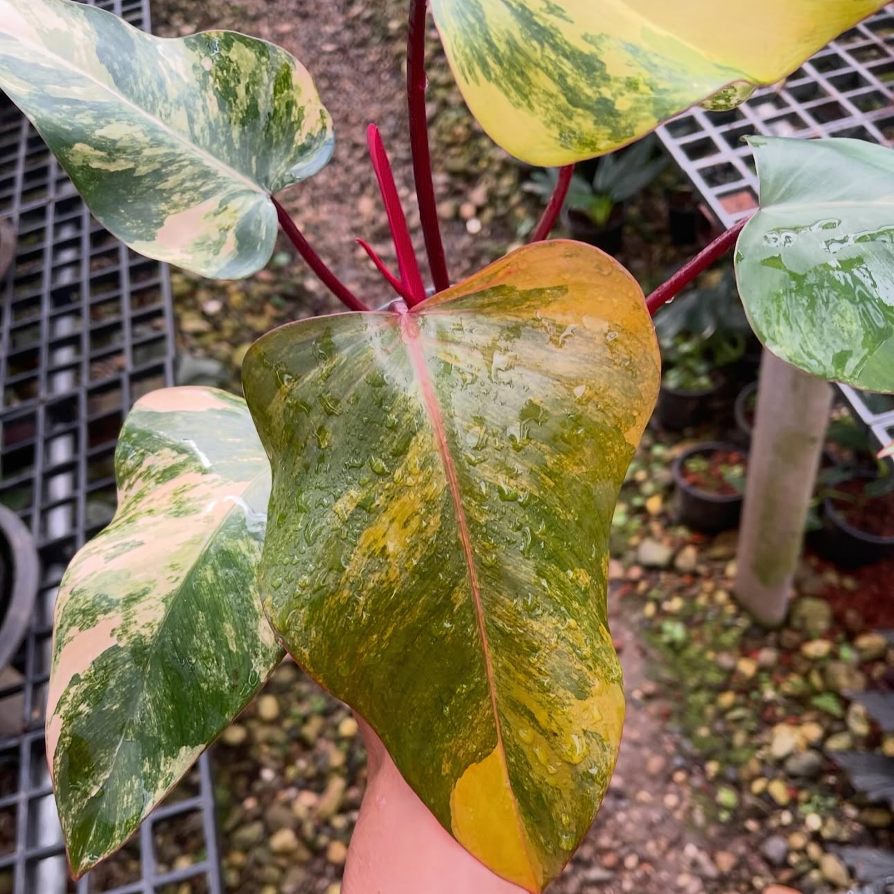 variegated philodendron nursery in Thailand