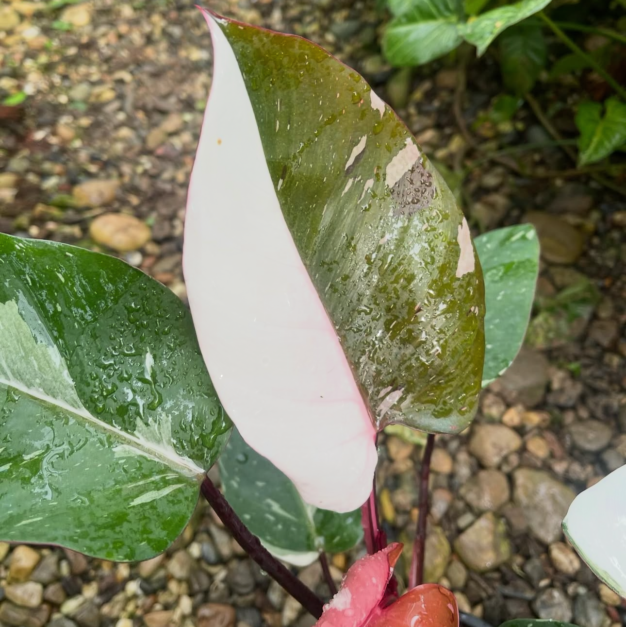 red anderson philodendron for sale Philodendron Red Anderson variegated TC Plantlet Grower's Choice *In Stock*