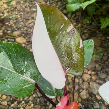 Variegated  Philodendron Red Anderson
