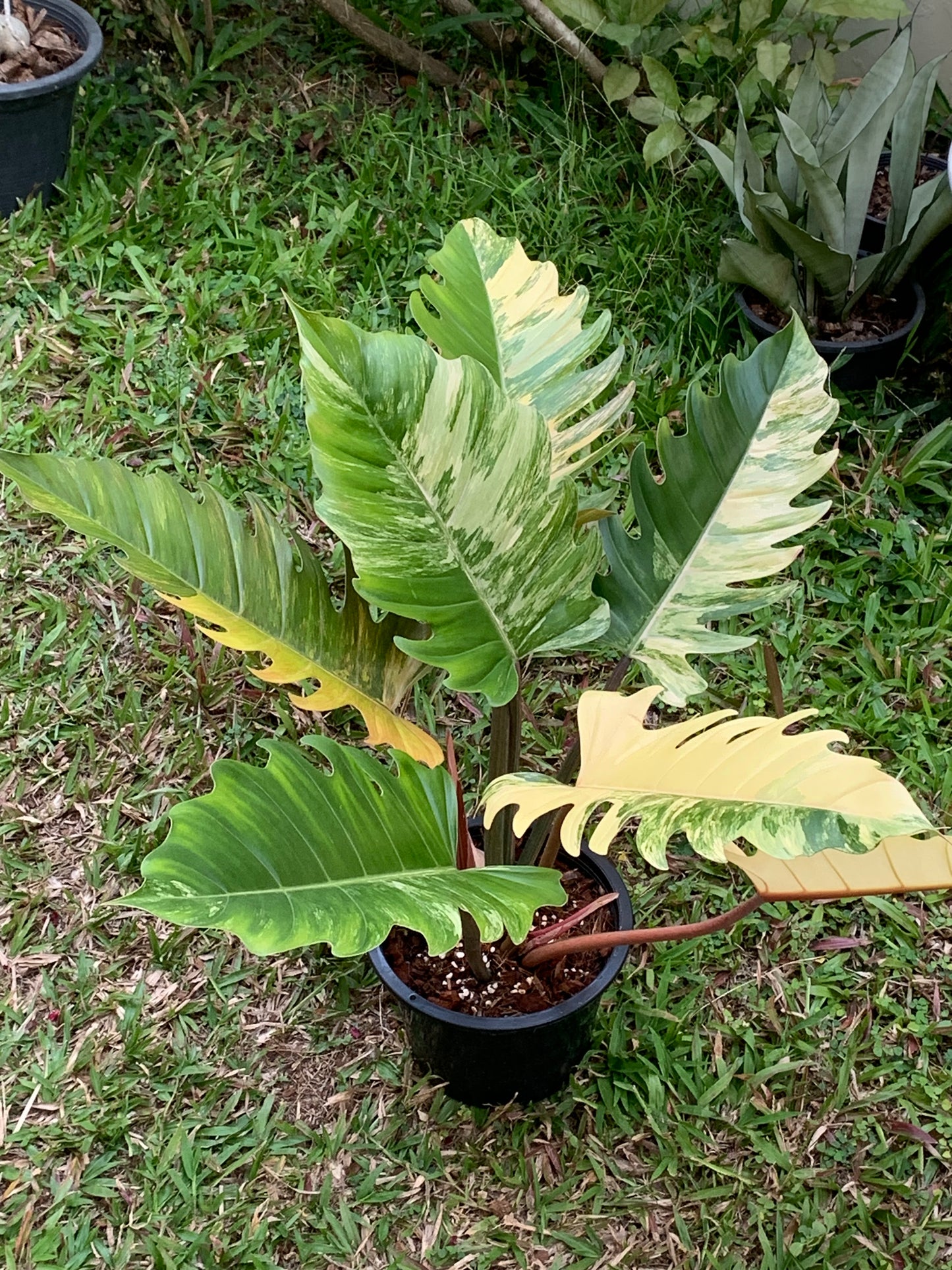 Philodendron Caramel Marble Variegated – Exact Plant (7 Leaves)