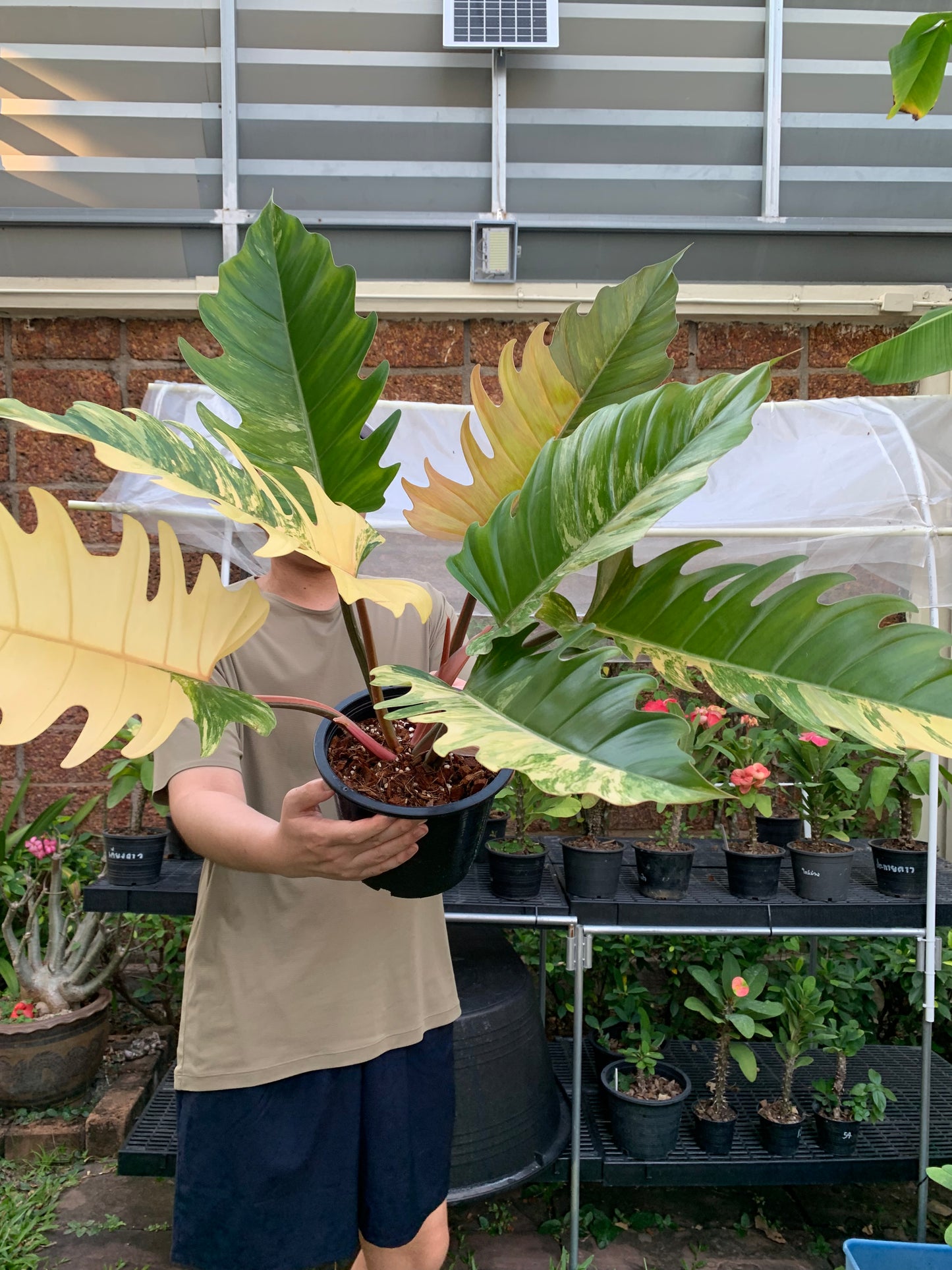 Philodendron Caramel Marble Variegated – Exact Plant (7 Leaves)