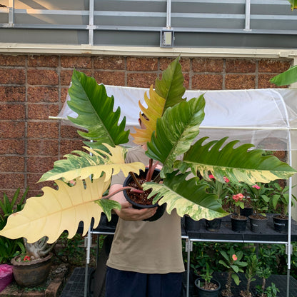 Philodendron Caramel Marble Variegated – Exact Plant (7 Leaves)