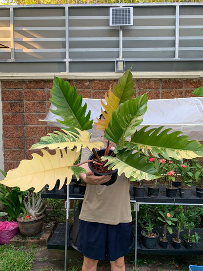 Philodendron Caramel Marble Variegated – Exact Plant (7 Leaves)