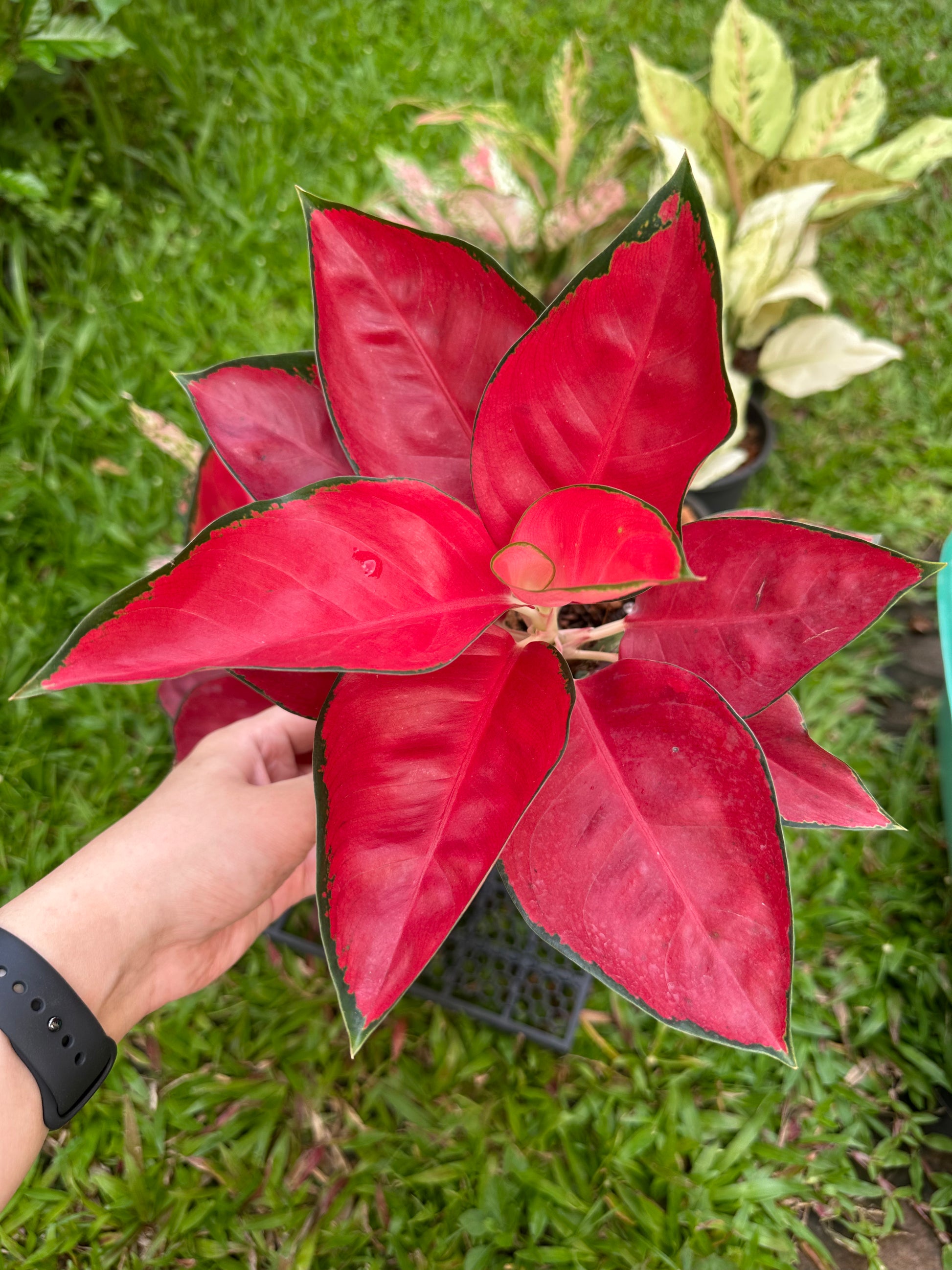 aglaonema suksom red Aglaonema Suksom Jaipong