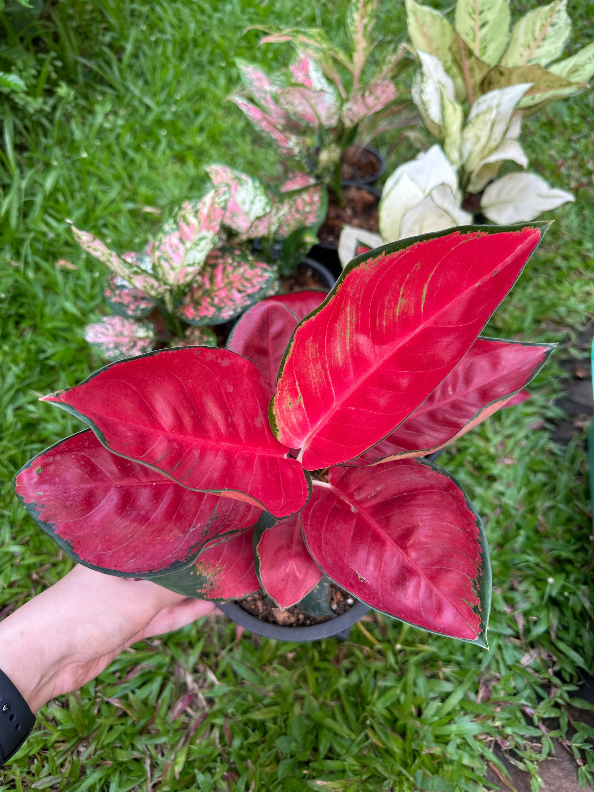 Aglaonema Suksom Jaipong for sale