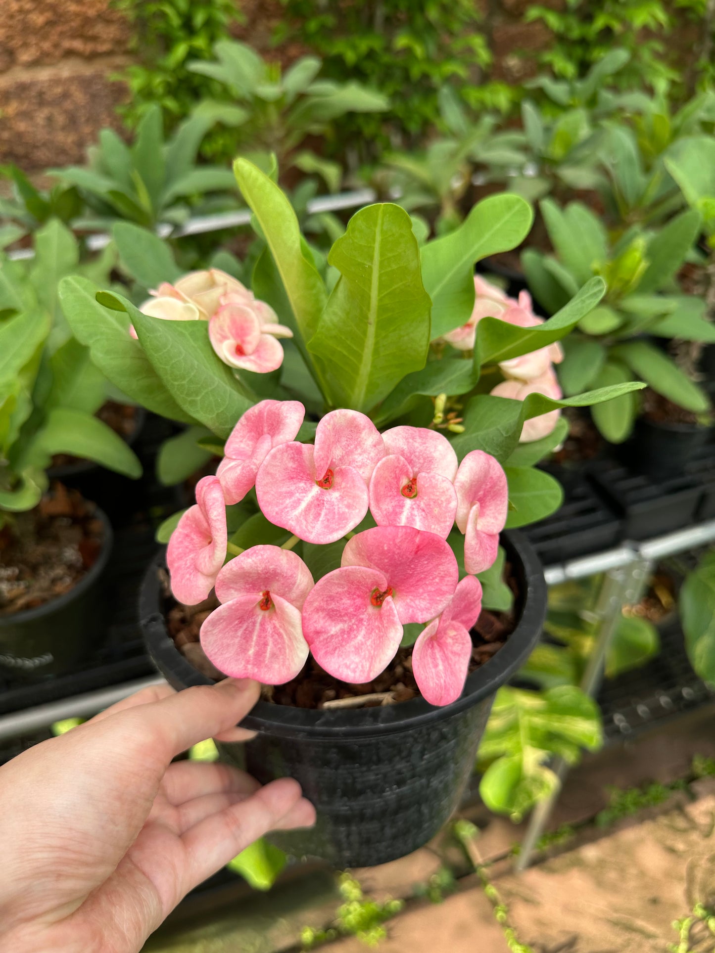 Crown of thorns purple