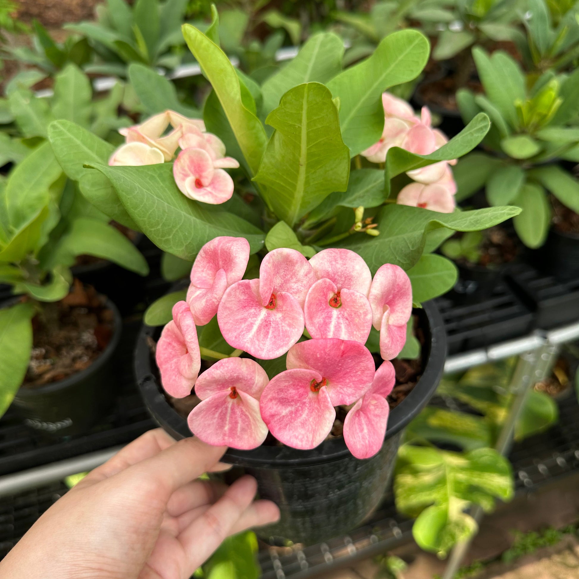 Crown of thorns nearly purple