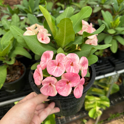 Crown of thorns nearly purple