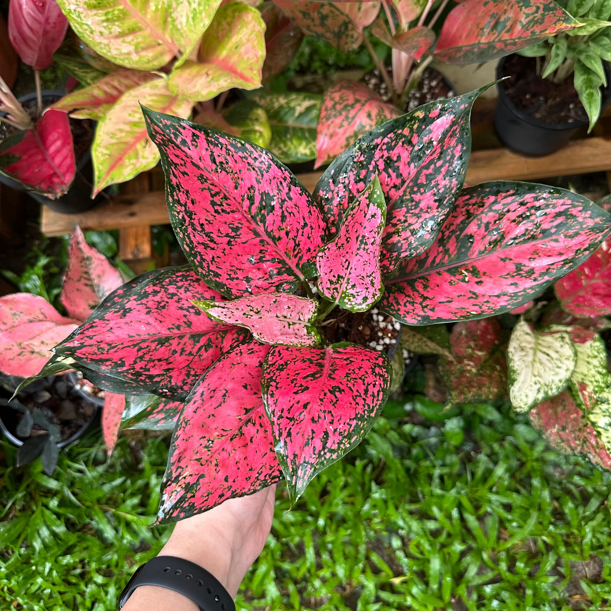 aglaonema buy Shop Aglaonema Kamkoon from Thai Nursery – PKP Garden