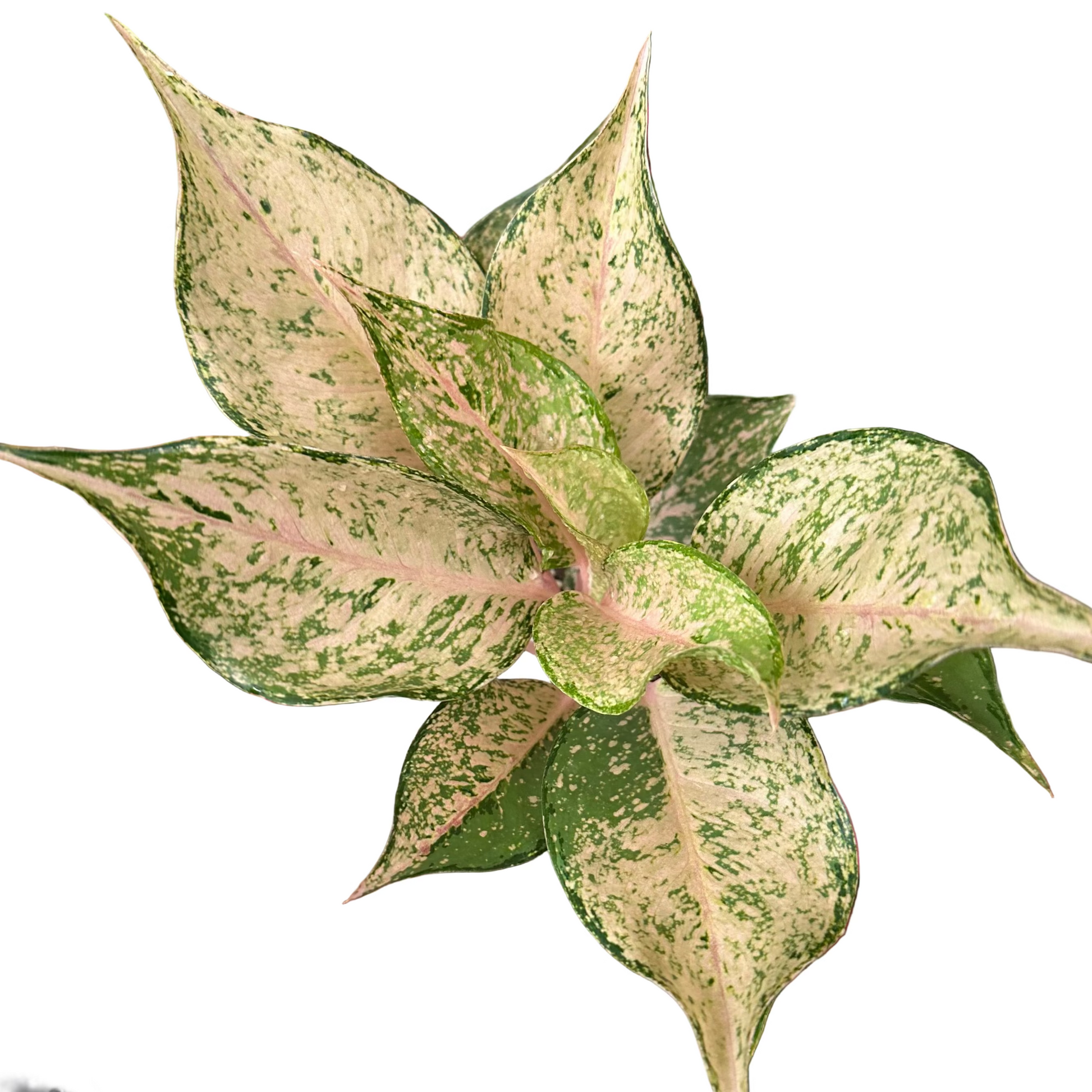 Aglaonema Catherine