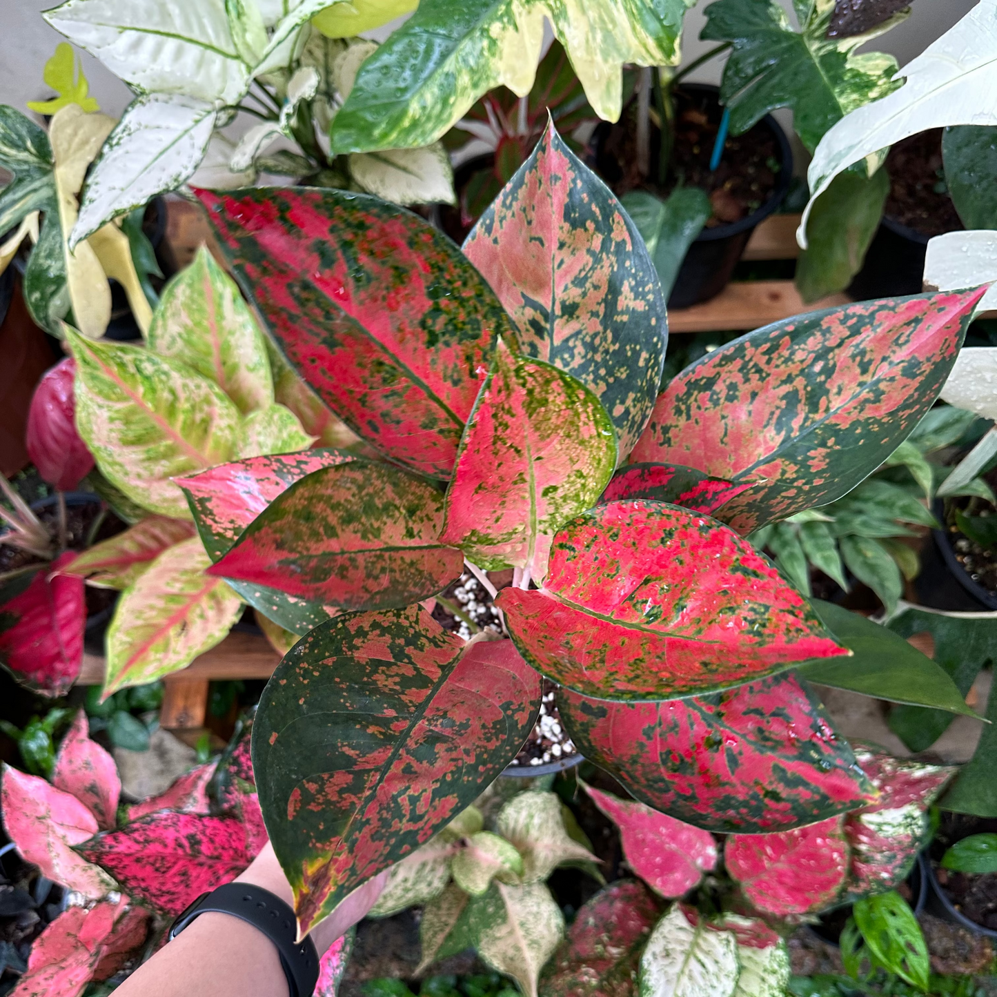 Aglaonema Orange Cochin