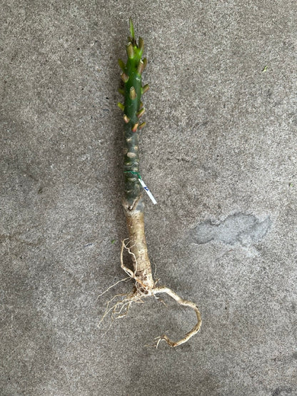 Plumeria grafted plant