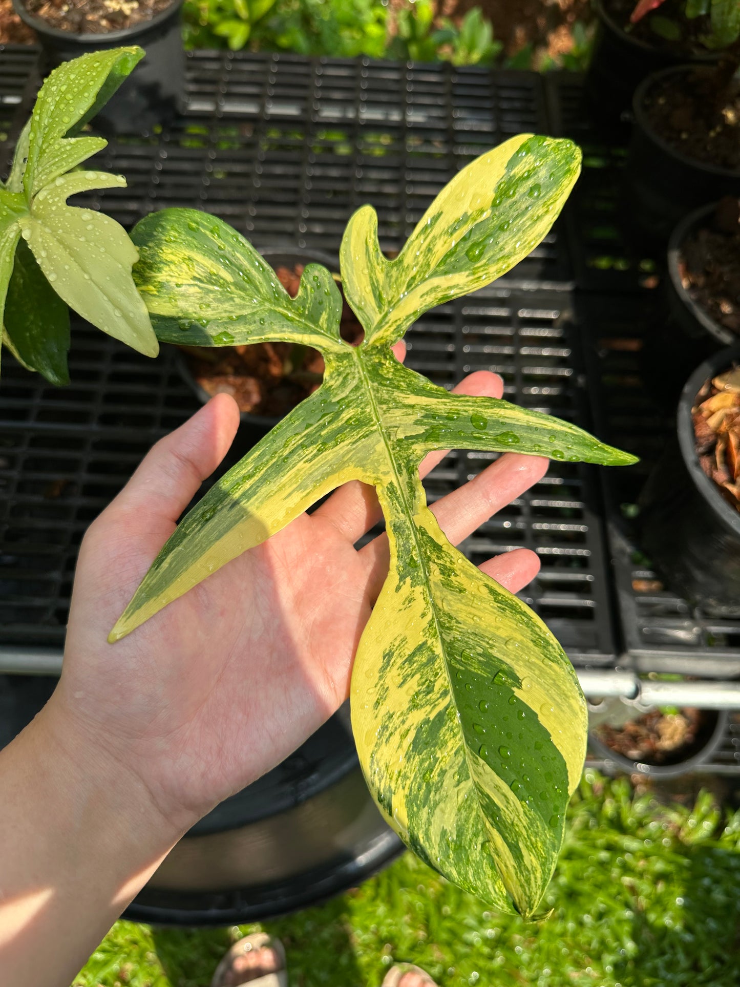 Philodendron Florida Beauty Variegated