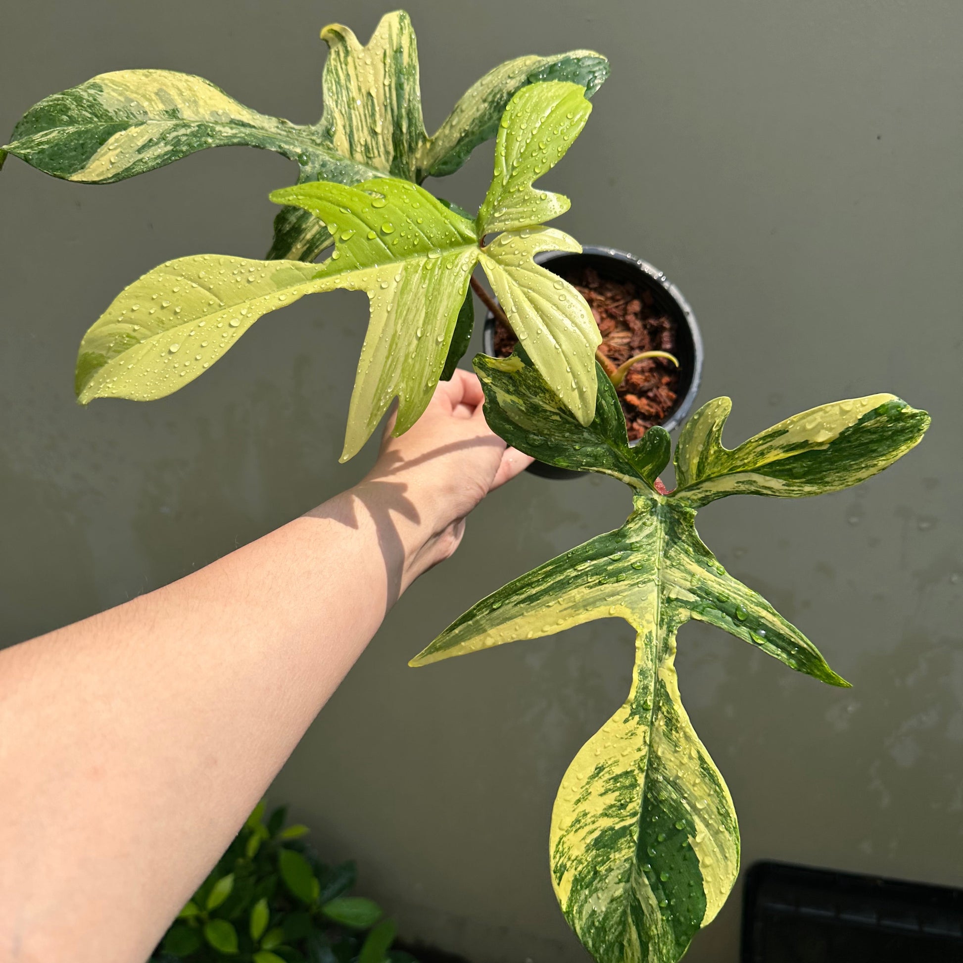 Philodendron Florida Beauty Variegated Buy