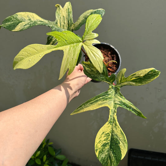 Philodendron Florida Beauty Variegated Buy