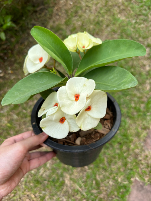 Glorious Premium Crown of Thorns (Pack of 3)