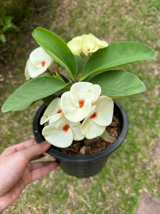 Crown of Thorns "Glorious" | Thai hybrid Corona de Cristo