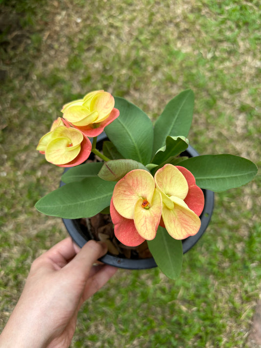 Crown of Thorns "Som Siri"