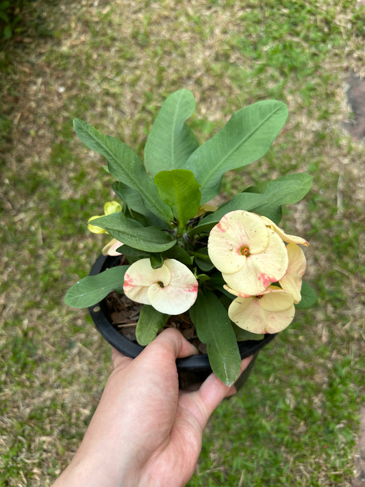 Crown of Thorns "Phim Thong" | Euphorbia milii | Corona de Cristo